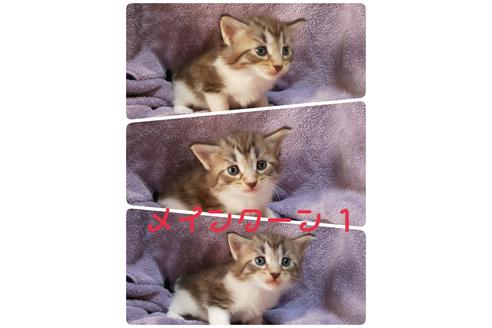 成約済の岐阜県のメインクーン-7245の2枚目