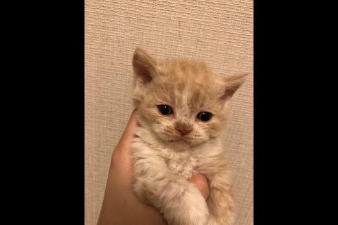 成約済の大阪府のセルカークレックス-7255の3枚目