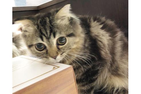 成約済の愛知県のスコティッシュフォールド-6812の6枚目