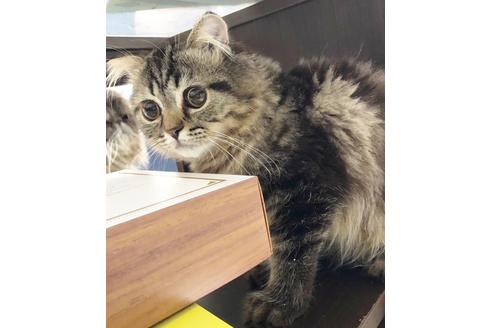 成約済の愛知県のスコティッシュフォールド-6812の5枚目