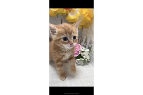 成約済の埼玉県のスコティッシュフォールド-7346の1枚目