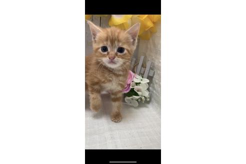 成約済の埼玉県のスコティッシュフォールド-7346の5枚目