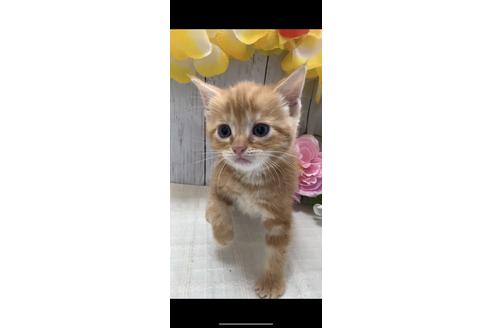 成約済の埼玉県のスコティッシュフォールド-7346の4枚目