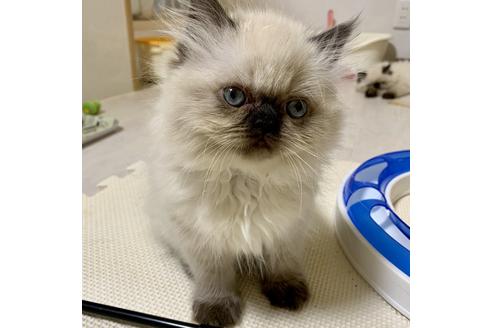 成約済の兵庫県のエキゾチックロングヘア-7359の5枚目