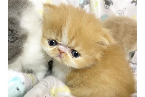 成約済の兵庫県のエキゾチックロングヘア-7360の4枚目