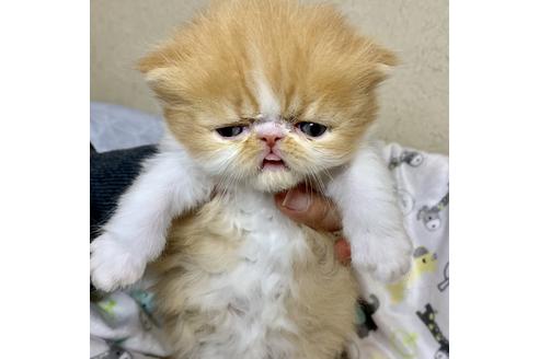 成約済の兵庫県のエキゾチックロングヘア-7360の3枚目