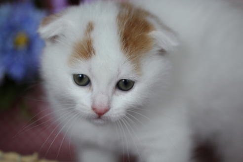 成約済の滋賀県のその他の猫種-7366