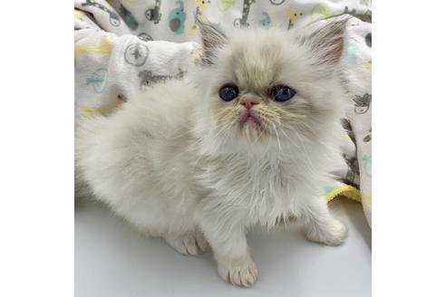 成約済の兵庫県のエキゾチックロングヘア-7361の4枚目