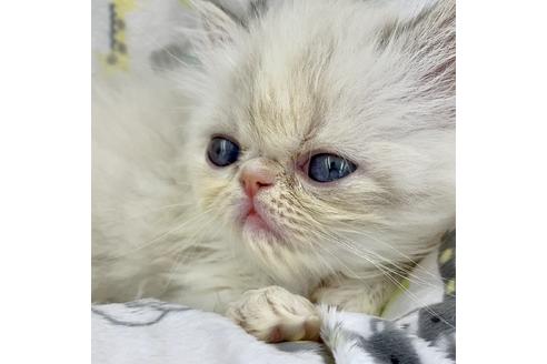 成約済の兵庫県のエキゾチックロングヘア-7361の2枚目