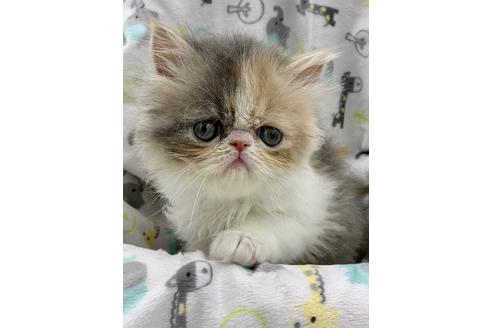 成約済の兵庫県のエキゾチックロングヘア-7368の4枚目