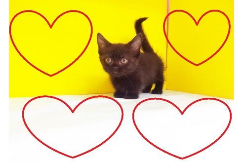 成約済の東京都のマンチカン-7386の2枚目