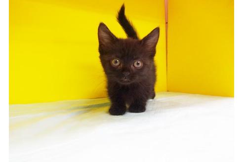 成約済の東京都のマンチカン-7386の1枚目