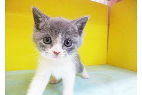 成約済の東京都のブリティッシュショートヘア-7387の1枚目