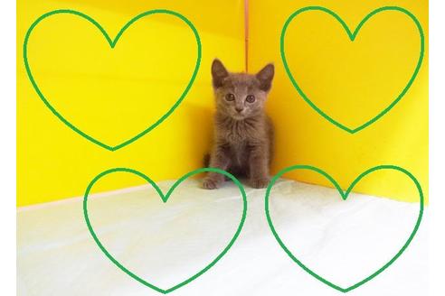 成約済の東京都のロシアンブルー-7388の2枚目