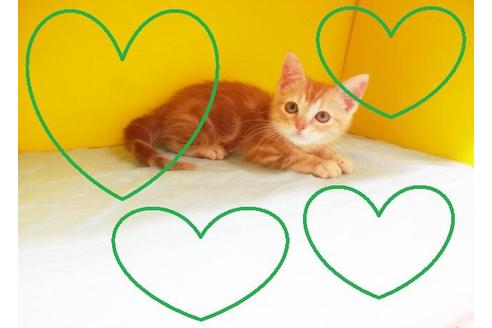 成約済の東京都のアメリカンショートヘア-7389の2枚目