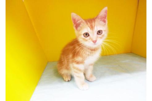 成約済の東京都のアメリカンショートヘア-7389の1枚目