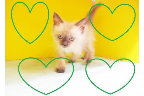 成約済の東京都のラグドール-7390の2枚目