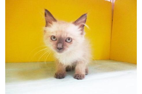 成約済の東京都のラグドール-7390の1枚目