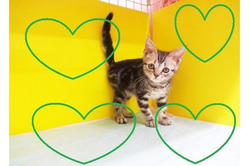 成約済の東京都のアメリカンショートヘア-7391の2枚目