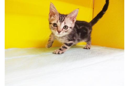 成約済の東京都のアメリカンショートヘア-7391の1枚目