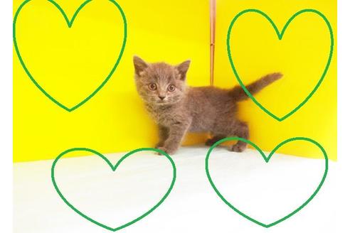 成約済の東京都のブリティッシュショートヘア-7392の2枚目