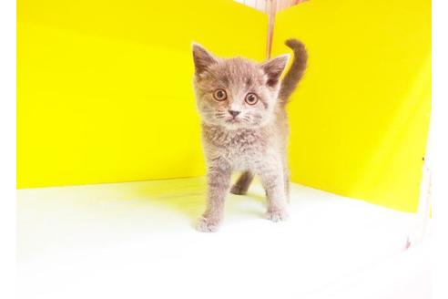 成約済の東京都のブリティッシュショートヘア-7392の1枚目