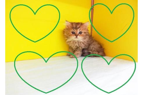 成約済の東京都のペルシャ-7393の2枚目