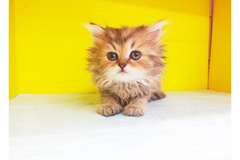 成約済の東京都のペルシャ-7393の1枚目