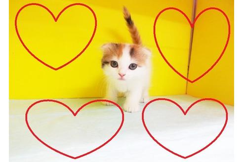 成約済の東京都のスコティッシュフォールド-7394の2枚目