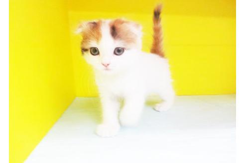 成約済の東京都のスコティッシュフォールド-7394の1枚目