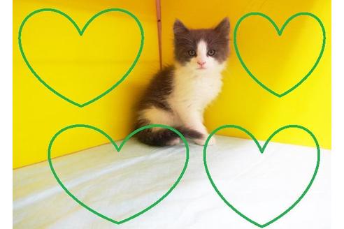 成約済の東京都のノルウェージャンフォレストキャット-7395の2枚目