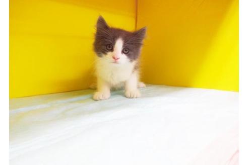 成約済の東京都のノルウェージャンフォレストキャット-7395の1枚目