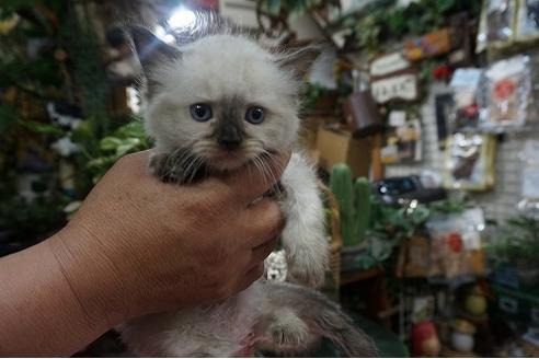 成約済の京都府のラグドール-7421の1枚目