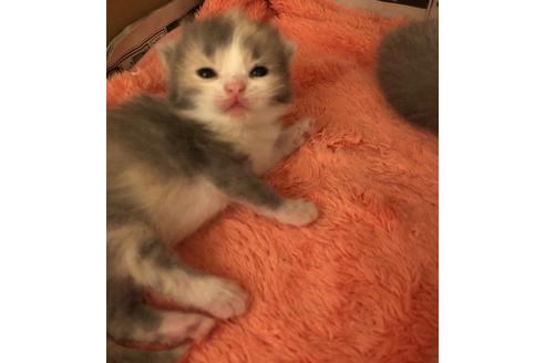 成約済の大阪府のセルカークレックス-7438の3枚目