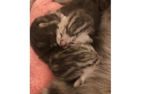 成約済の大阪府のアメリカンショートヘア-7443の5枚目