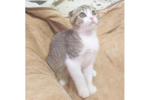 成約済の愛知県のスコティッシュフォールド-7455の6枚目