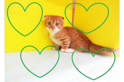 成約済の東京都のマンチカン-6993の3枚目