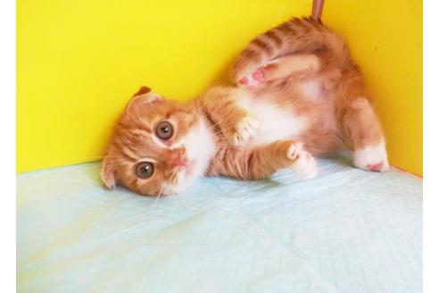 成約済の東京都のマンチカン-6993の2枚目