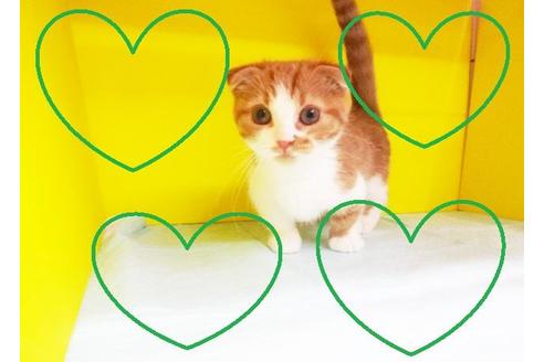 成約済の東京都のマンチカン-6992の3枚目