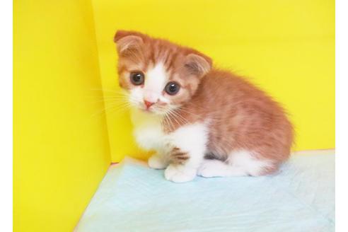 成約済の東京都のマンチカン-6992の1枚目