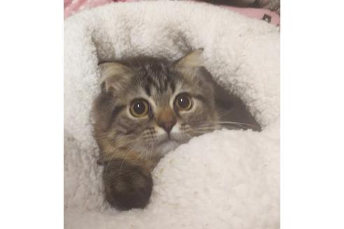 成約済の愛知県のスコティッシュフォールド-6812の4枚目