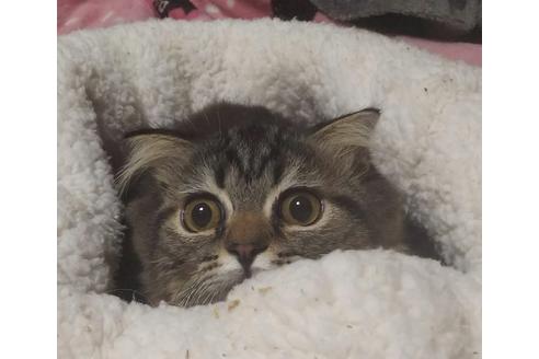 成約済の愛知県のスコティッシュフォールド-6812の1枚目