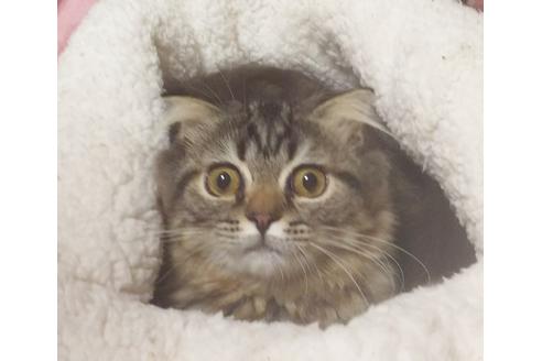 成約済の愛知県のスコティッシュフォールド-6812の3枚目