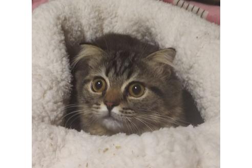 成約済の愛知県のスコティッシュフォールド-6812の2枚目