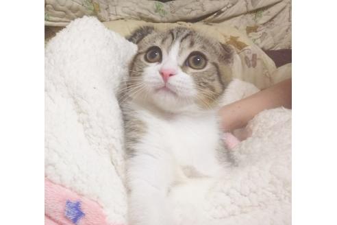 成約済の愛知県のスコティッシュフォールド-7455の5枚目