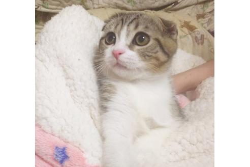 成約済の愛知県のスコティッシュフォールド-7455の4枚目