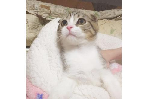 成約済の愛知県のスコティッシュフォールド-7455の3枚目