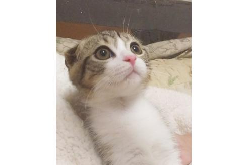 成約済の愛知県のスコティッシュフォールド-7455の2枚目