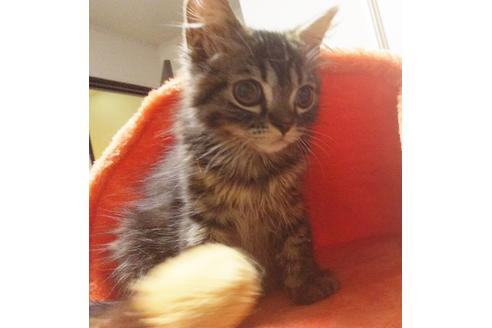 成約済の愛知県のスコティッシュフォールド-7084の6枚目