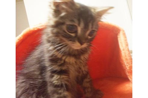 成約済の愛知県のスコティッシュフォールド-7084の5枚目